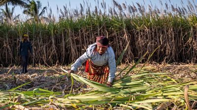 Farmers, Dalits, Marathas hold the key in rural Maharashtra