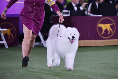 Westminster show dogs: "Are they happy?"
