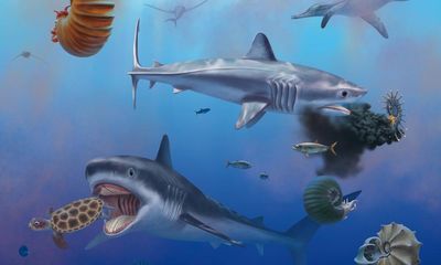 ‘An enigma’: scientists finally learn what giant prehistoric shark looked like