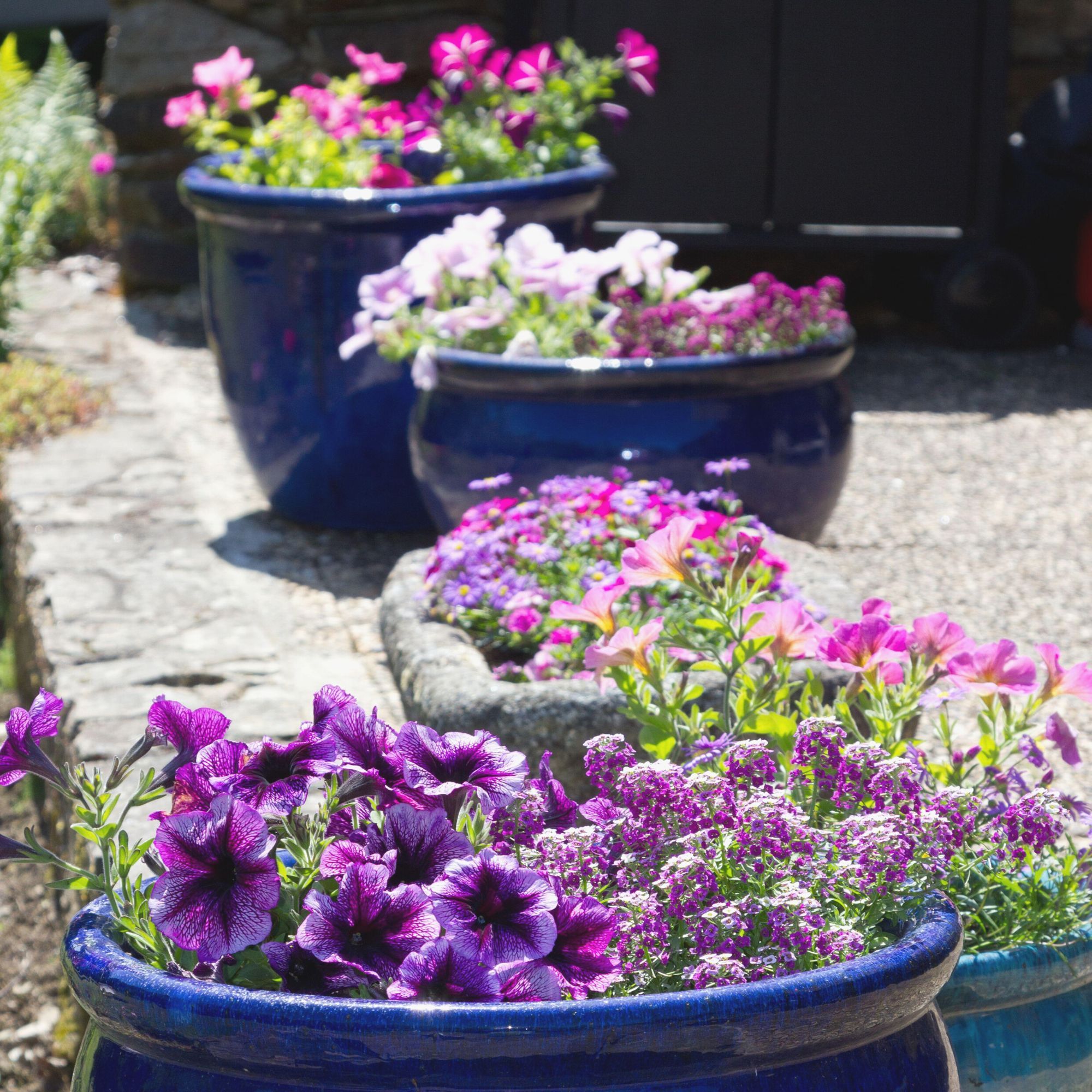 6 bedding plants that slugs hate – protect your garden…