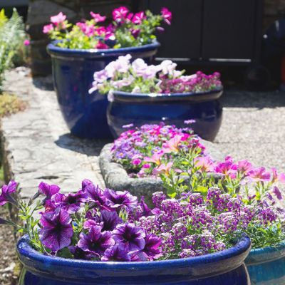 6 bedding plants that slugs hate – protect your garden with these expert recommendations