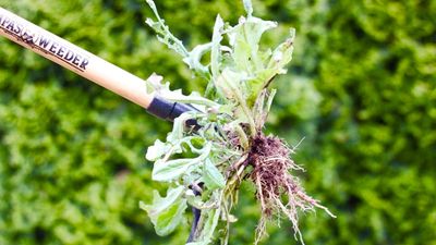 This garden tool helped me get rid of weeds fast — and it saved my back