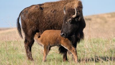 Man harasses mother bison and calf for photos at Yellowstone National Park, despite warnings from Rangers