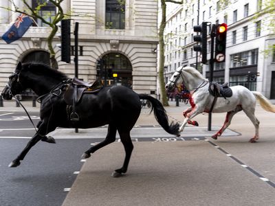 Runaway horses gallop through central London, blazing a path of mayhem and injuries