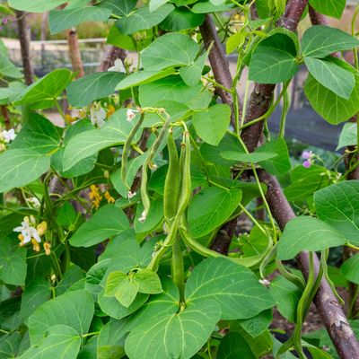 How to grow runner beans in pots – it's one of the easiest and best plants to grow in small gardens