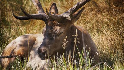 "How incredibly unsafe" – tourist leads tiny child right up to snoozing bull elk in Colorado