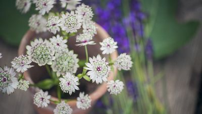 Best perennial plants for pots – 16 beautiful varieties for stunning container displays year after year