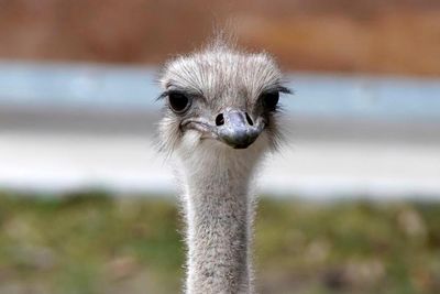 Ostrich at Kansas zoo dies after swallowing employee’s keys