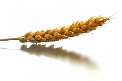 3 Reasons Why SRW Wheat Isn't Fundamentally Bullish