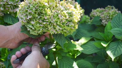 How to prune hydrangeas – experts advise on the techniques for each variety and highlight the most common mistakes, so you can get it right first time