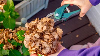 How to prune hydrangeas – expert advice for healthy plants and sensational blooms