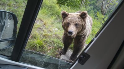 Bear mauls British woman's arm after she tries to take selfie through car window