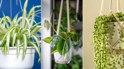 Best hanging basket houseplants — 10 leafy options for maximizing vertical space
