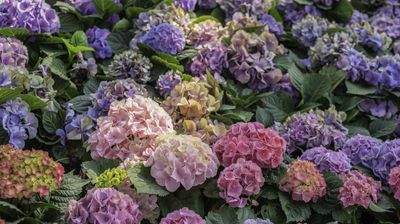 Where to plant hydrangeas in your garden to enjoy their "lovely display and pops of color"