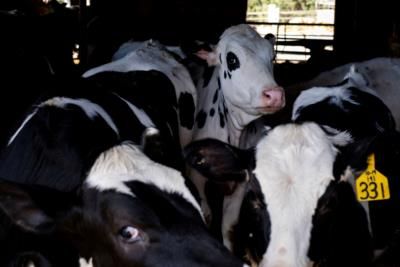 US Mandates Bird Flu Tests For Interstate Dairy Cattle