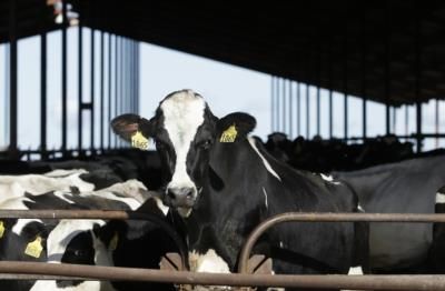 New Federal Order Requires Testing Of Dairy Cattle For Bird Flu