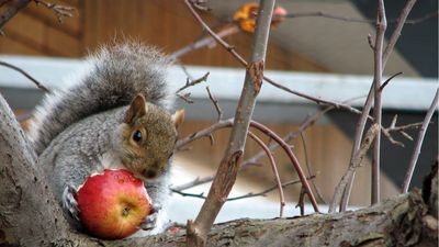 How to keep squirrels away from fruit trees – 3 expert solutions to protect your harvest