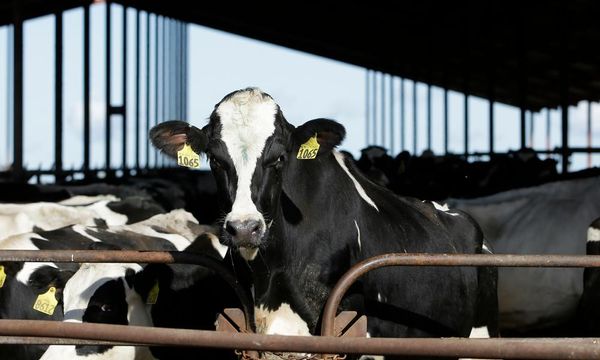 US requires bird flu tests for dairy cows being moved across states