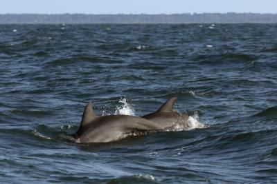 Juvenile Dolphin Found Shot Multiple Times On Louisiana Beach
