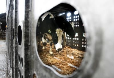 U.S. Officials Intensify Efforts To Track Bird Flu In Cows