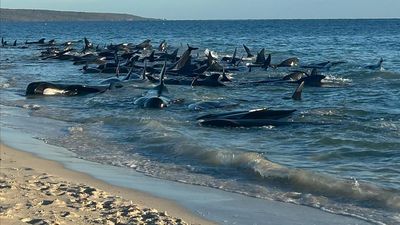Mass stranding kills 29 pilot whales