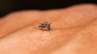 World Malaria Day 2024: Health tips for quick recovery
