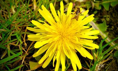 Country diary: The dandelions should be crowded; instead, a solitary bee