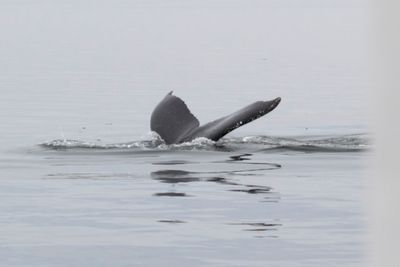 Scientists Hold A 20-Minute ‘Conversation’ With A Whale Named Twain In His Own Language