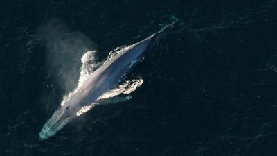 Blue whales make comeback near the Seychelles after 60 years