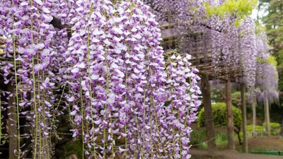 How to grow wisteria from cuttings – advice for patient gardeners