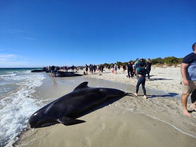 At least 26 pilot whales die after mass stranding in Australia