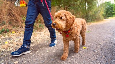 If you want to reduce leash pulling, this trainer says these are the behaviors to reward