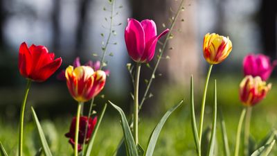 How and when to deadhead tulips – expert advice for better blooms next year