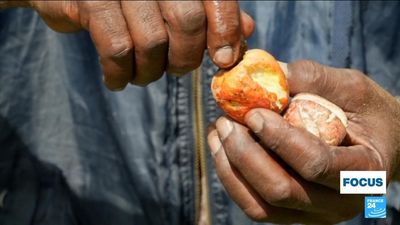 A tough nut to crack: The dark side of cashew nut production in Kenya