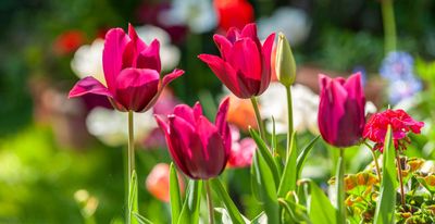 What to do with tulips after flowering – an expert guide to storing bulbs