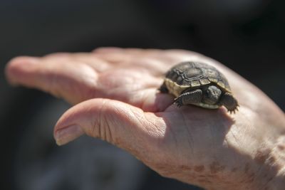 Can we still save the desert tortoise?