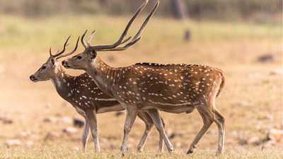 Zombie Deer Disease spreads to another US state: All about it