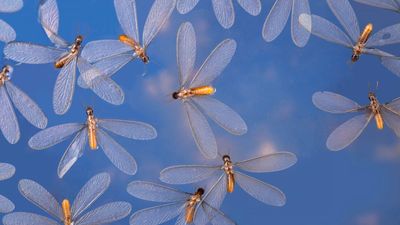 How to get rid of flying termites – 5 tips to prevent these pests from damaging your property