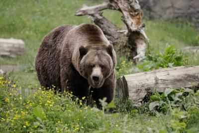 Federal Government Plans Grizzly Bear Restoration In Washington