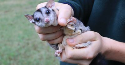 Teaming up to save threatened squirrel gliders from local extinction