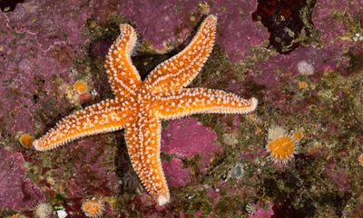 Country diary: Finally, my search for a starfish is over