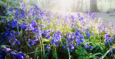 What to do with bluebells after flowering for a beautiful blue comeback next year