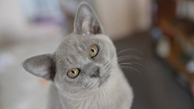 32 reasons to love Burmese cats