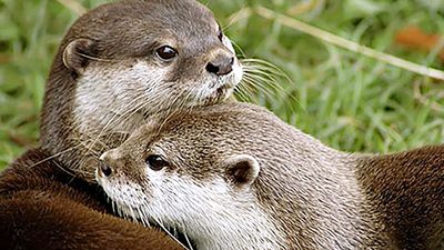 ‘River pits,’ caused by unregulated release of water from dams, pose threat to vulnerable otters along Moyar River in Nilgiris