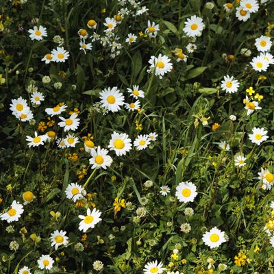 How to grow a chamomile lawn for a sweet-smelling (and beautiful) alternative to traditional grass