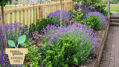 Can you save a woody lavender plant? Expert advice tips on how to make it fresh for summer