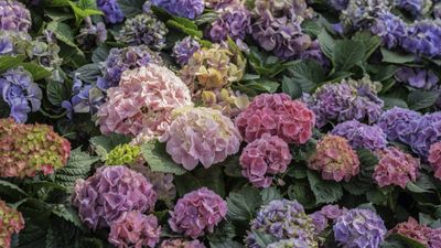 Best fast-growing shrubs – 15 bright and beautiful varieties