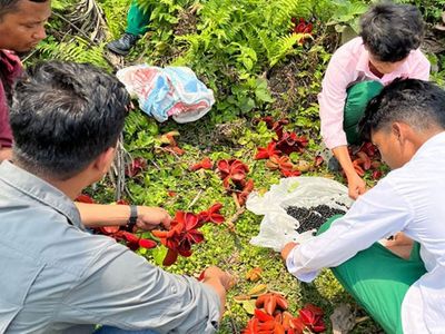 Assam: Students, community members collect fodder plant seeds to restore elephant habitats