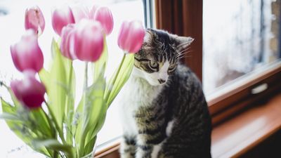 Are tulips toxic to cats? Experts warn to keep these springtime favorites away from felines