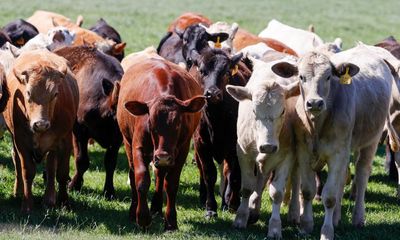 American cows now have bird flu, too – but it’s time for planning, not panic